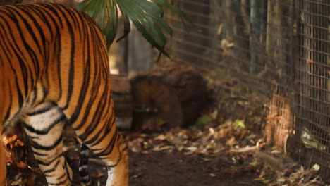 un tigre camina a través de su recinto del zoológico