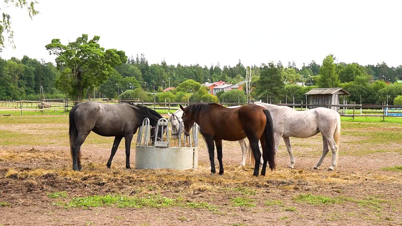 tres caballos comiendo pasto