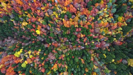 autumn forest with colorful trees