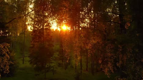 Sunlight-Shining-Through-Leaves-In-Peaceful-Forest-In-Eastern-Europe