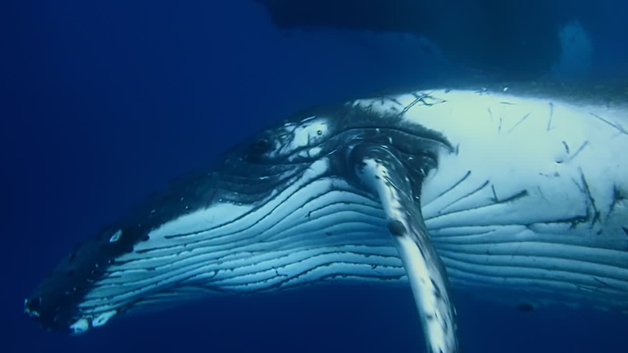 An adult humpback whale with a lifetime of scars plays in a pod or family group - underwater encounter