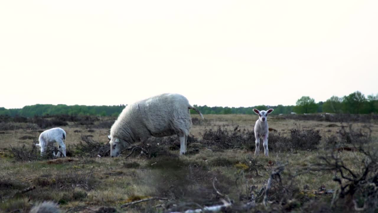 ovejas y corderos en un campo