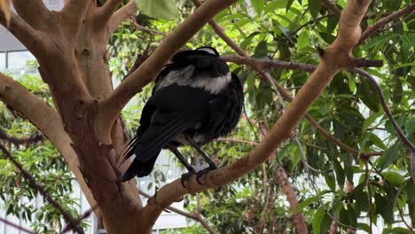 pájaro salvaje, urraca australiana, gymnorhina tibicen con plumaje blanco y negro, posado en la rama de un árbol, sacudiendo y esponjando sus plumas, extendiendo sus alas y volando, tiro de cerca