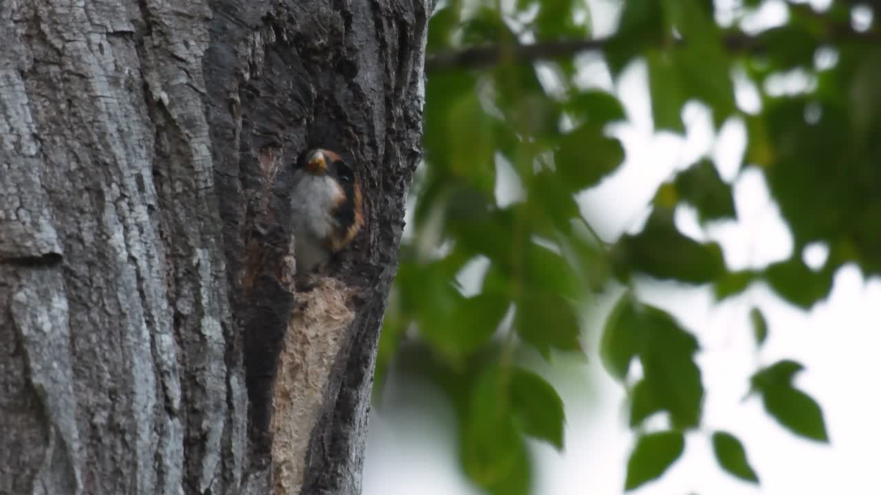 el falconet de muslo negro es una de las aves rapaces más pequeñas que se encuentran en los bosques de algunos países de asia