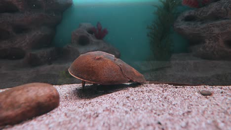 living fossil in aquarium