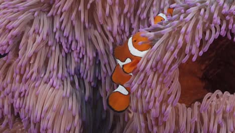 clownfish in vibrant anemone great barrier reef 2