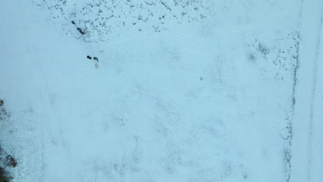 an aerial view captures the stark beauty of a snowy landscape with dark spots indicating of people walking around