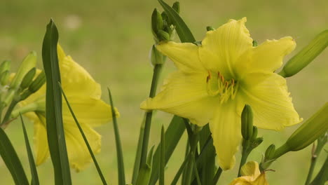 yellow day lily flower in a backyard, among leaves and buds in late spring