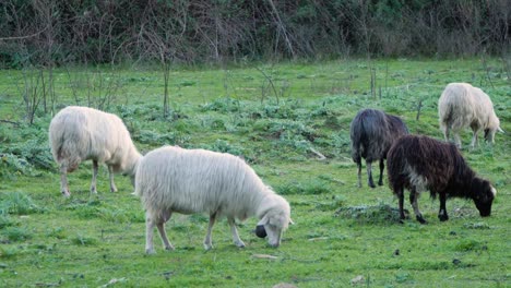 Flock-of-sheep-with-bells-grazing-peacefully-on-pasture-in-Sardinia,-Italy