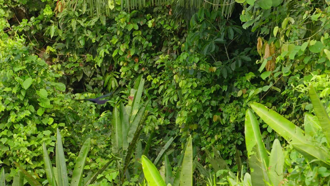 Handheld shot of Giant cowbird flying in the jungle in Tambopata, Madre de Dios Region, Peru, in the peruvian amazon