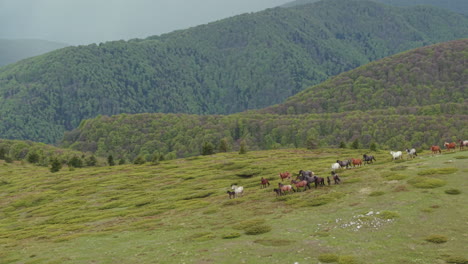 drone footage showing wild horses scattered across the highlands near beklemeto, bulgaria. the moody sky, rolling hills, and fog-covered terrain create a tranquil