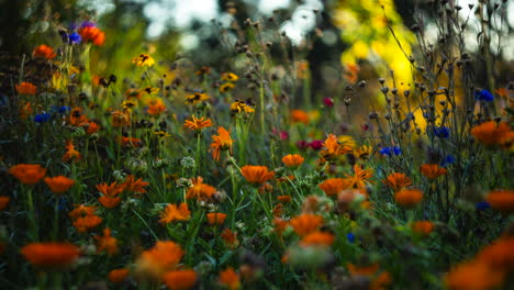 Schieberegler-Zeitraffer-Von-Wunderschönen-Gartenblumen-In-Nahaufnahme-Bei-Sonnenuntergang