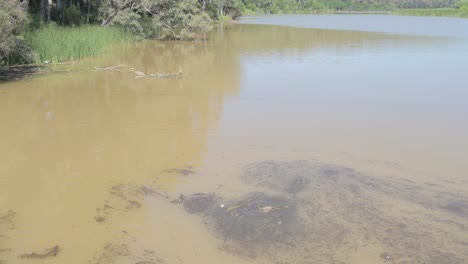 Schmutziges-Wasser-Im-Fluss-Guadalquivir-Mit-Einem-Reiher-Im-Hintergrund