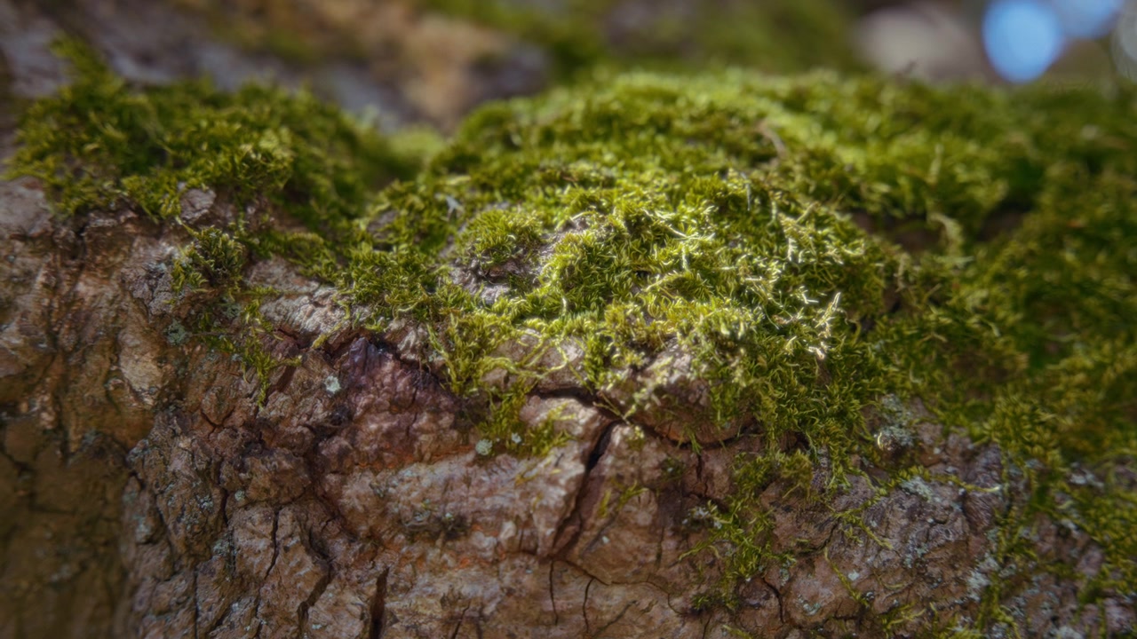 Il muschio verde che cresce sul tronco di un albero