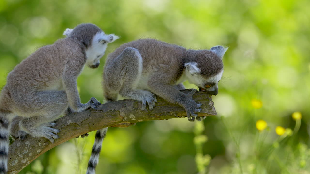 lémures de cola anillada para bebés sentados en la rama de un árbol y mordisqueando el extremo de la extremidad, de cerca