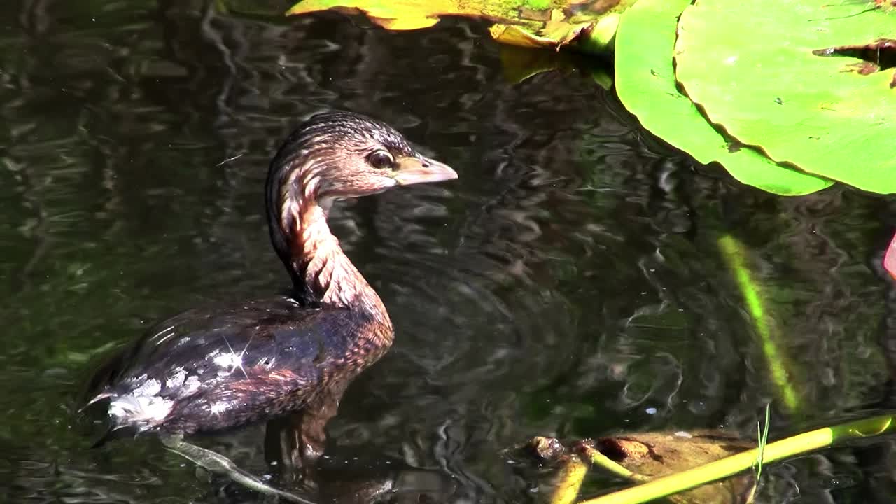 파이 청구 농병아리가 호수에 뜬다 1
