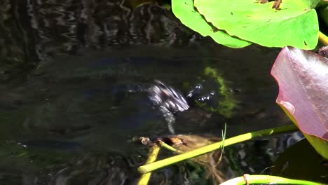 Ein-Kuchen-In-Rechnung-Gestellter-Taucher-Schwimmt-Auf-Einem-See