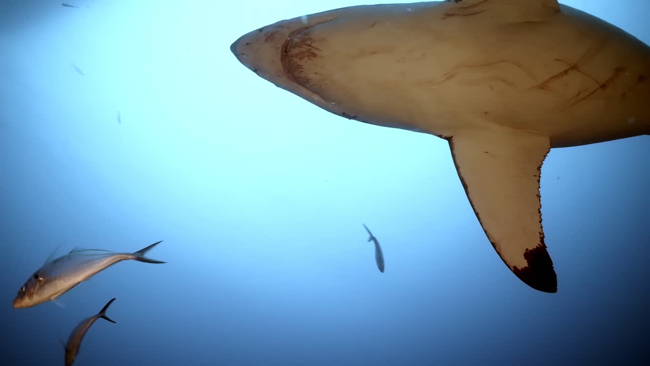 gran tiburón blanco con cicatrices de batalla carcharodon carcharias 4k primer plano de tiburón con cicatrices islas neptuno sur de australia