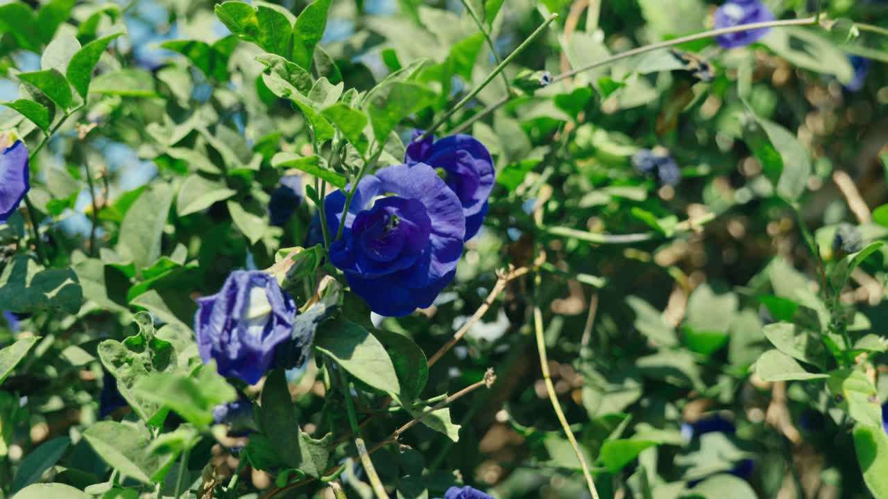 Purppuranväriset thaimaalaiset kukat kukkivat kauniissa puutarhassa Chiang Maissa, Thaimaassa. Kirkas aurinkoinen päivä valaisee puutarhaa korostaen kukkien eloisia värejä ja trooppista luontoa.