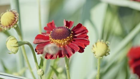 vista de cerca de una abeja polinizando una flor y luego volando