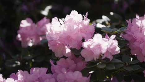 beautiful light ink rhododendron flowers in full bloom