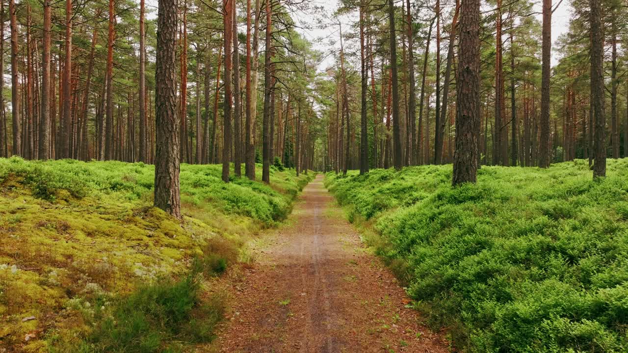 Drone flies backward, pine forest trail, lush greenery, dune vegetation Latvia
