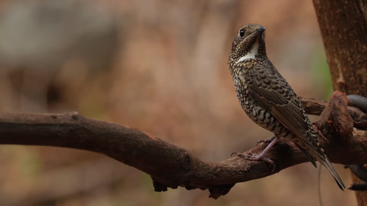 encaramado en una vid mientras mira hacia la izquierda y luego gira la cabeza para mirar hacia arriba, monticola gularis hembra, tailandia