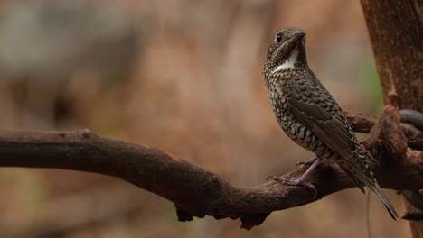 encaramado en una vid mientras mira hacia la izquierda y luego gira la cabeza para mirar hacia arriba, monticola gularis hembra, tailandia