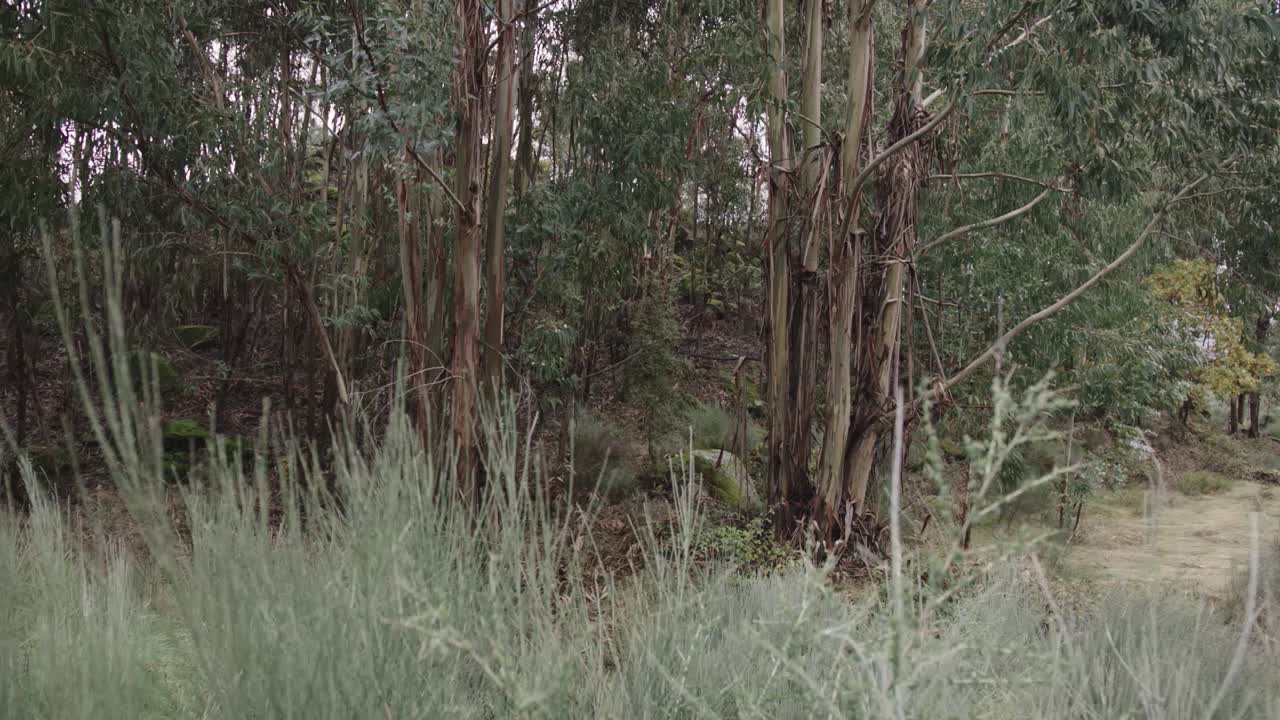 숲 속 에 있는 식물 들 의 중간  ⁇  과 뒷면 에 있는 나무 들