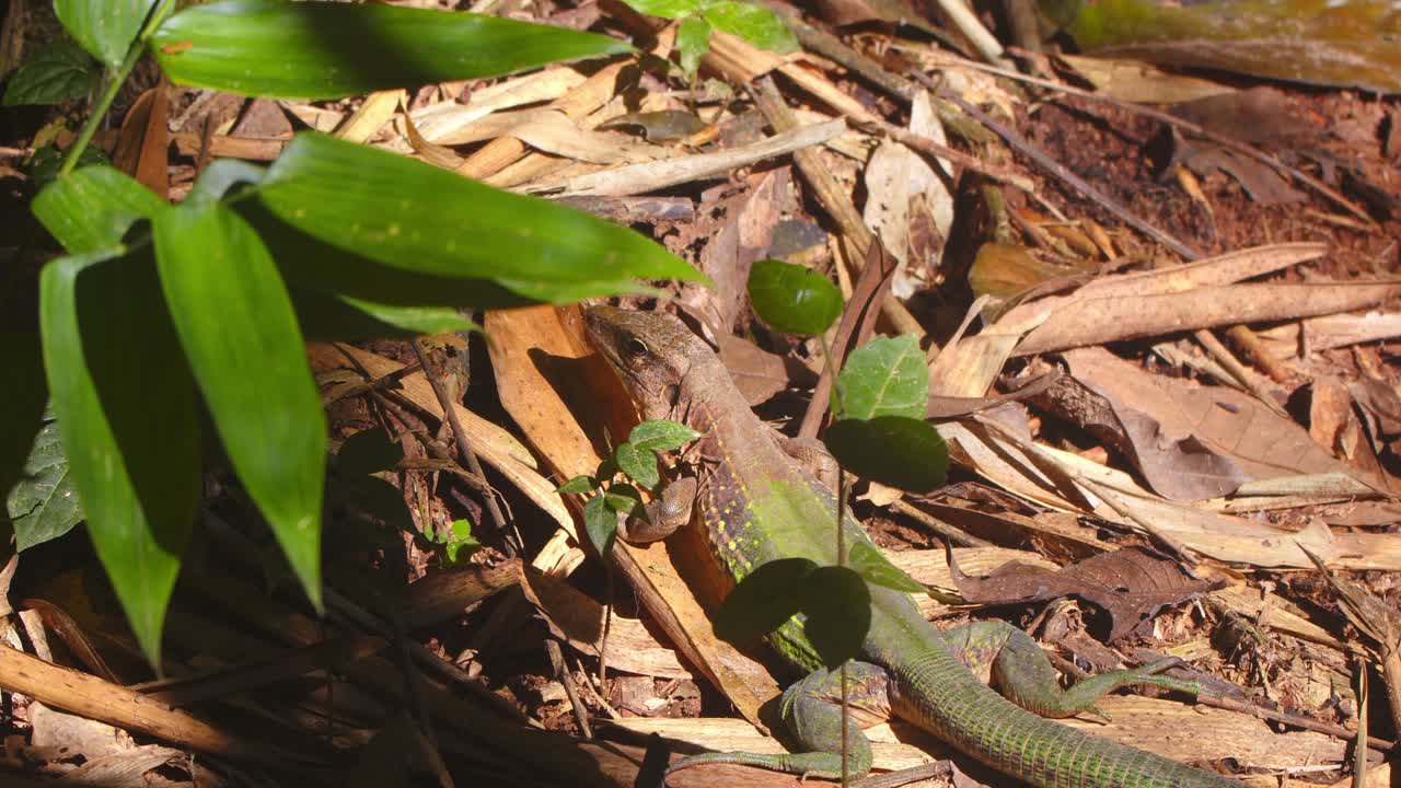 In the morning light, an Ameiva lizard camouflaged remains motionless on the jungle floor of Peru’s Amazon rainforest.