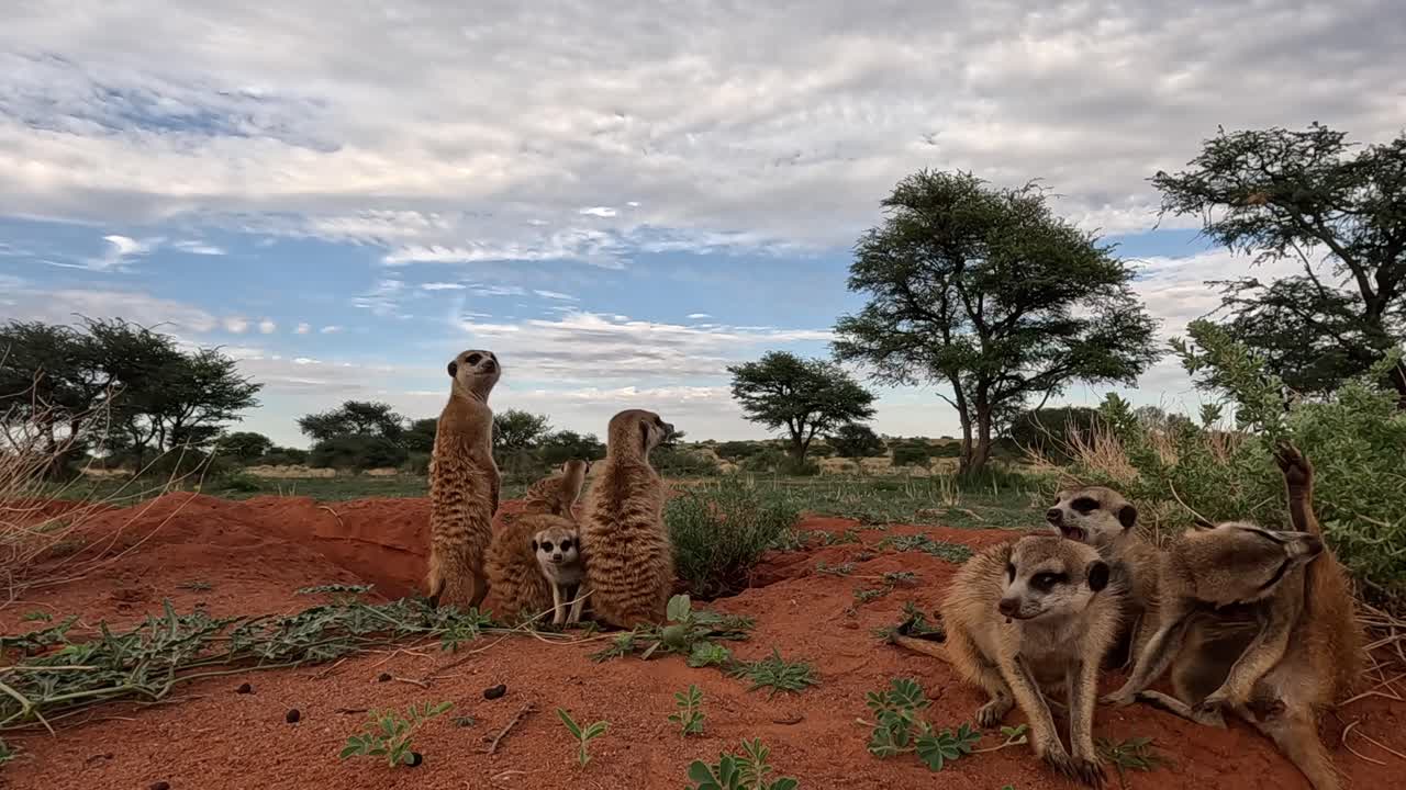 남쪽 칼라하리 수리카트의 세계 - 생생한 4k 세부 사항