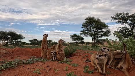 El-Mundo-De-Los-Suricatos-Del-Kalahari-Del-Sur-Con-Vívidos-Detalles-En-4k.