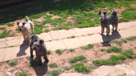 purebred pumi dogs looking around and barking in a garden on a sunny day