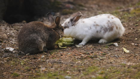 Conejos-Compartiendo-Y-Peleando-Por-La-Comida,-En-Cámara-Lenta