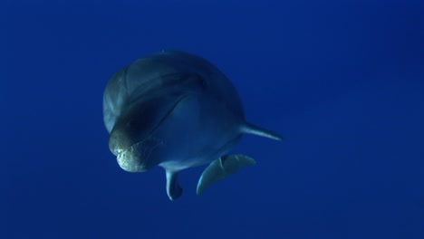 beautiful shot of a bottlenose dolphins, tursiops truncatus approach in clear blue water of the south pacific ocean and looks straight into to the camera