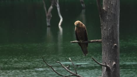 Raubvogel-Thront-Auf-Einem-Ast-In-Der-Nähe-Des-Flusses