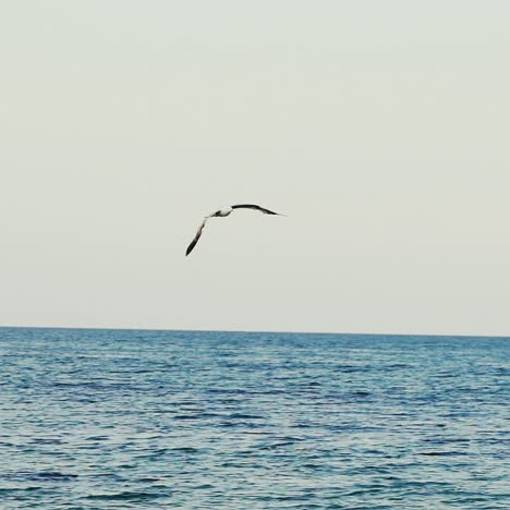 seagull flying over sea surface. bird soaring above calm sea water on a sunny summer day.