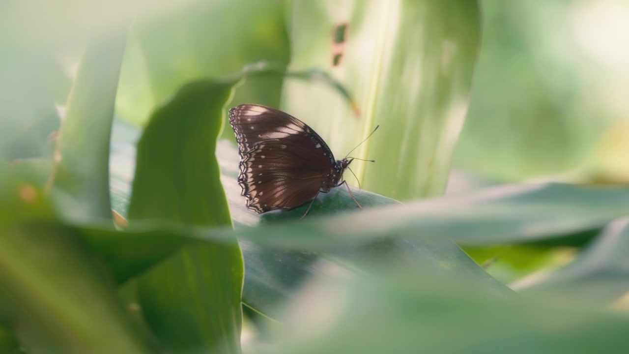 Blue moon butterfly sitting on a green leaf