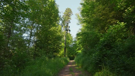 Ruhiger,-Leerer,-Zweigleisiger-Feldwanderweg-Im-Schattigen,-Leuchtend-Grünen-Wald