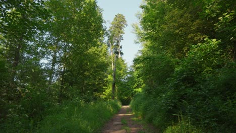 peaceful empty two track dirt hiking trail in shaded vibrant green forest