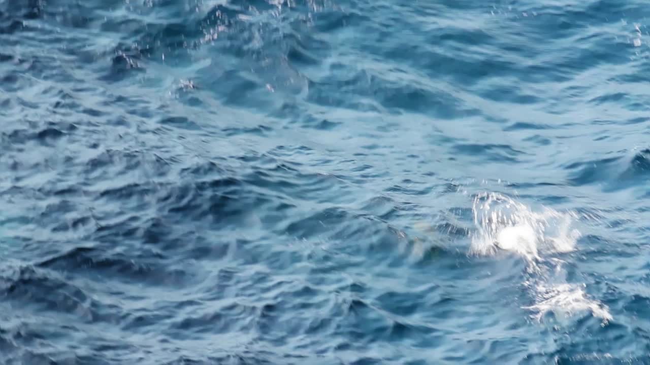 Delfini che saltano nell'oceano. Slow motion