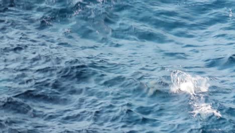 Jumping-dolphins-in-the-ocean.-Slow-motion