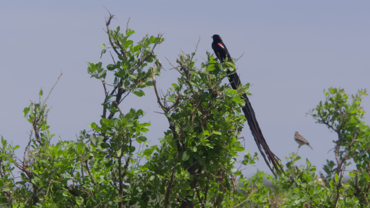 Oiseau noir à longue queue perché sur un buisson vert sous un ciel clair