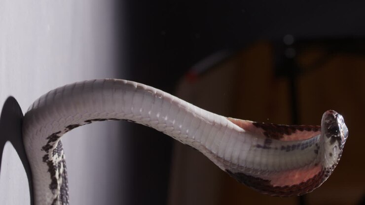 Spitting cobra standing and hooded - vertical shot