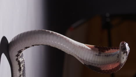 Spitting-cobra-standing-and-hooded---vertical-shot