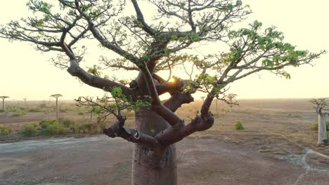 Close up of large baobab tree trunk and tree crown with sun rays on beautiful sunny morning
