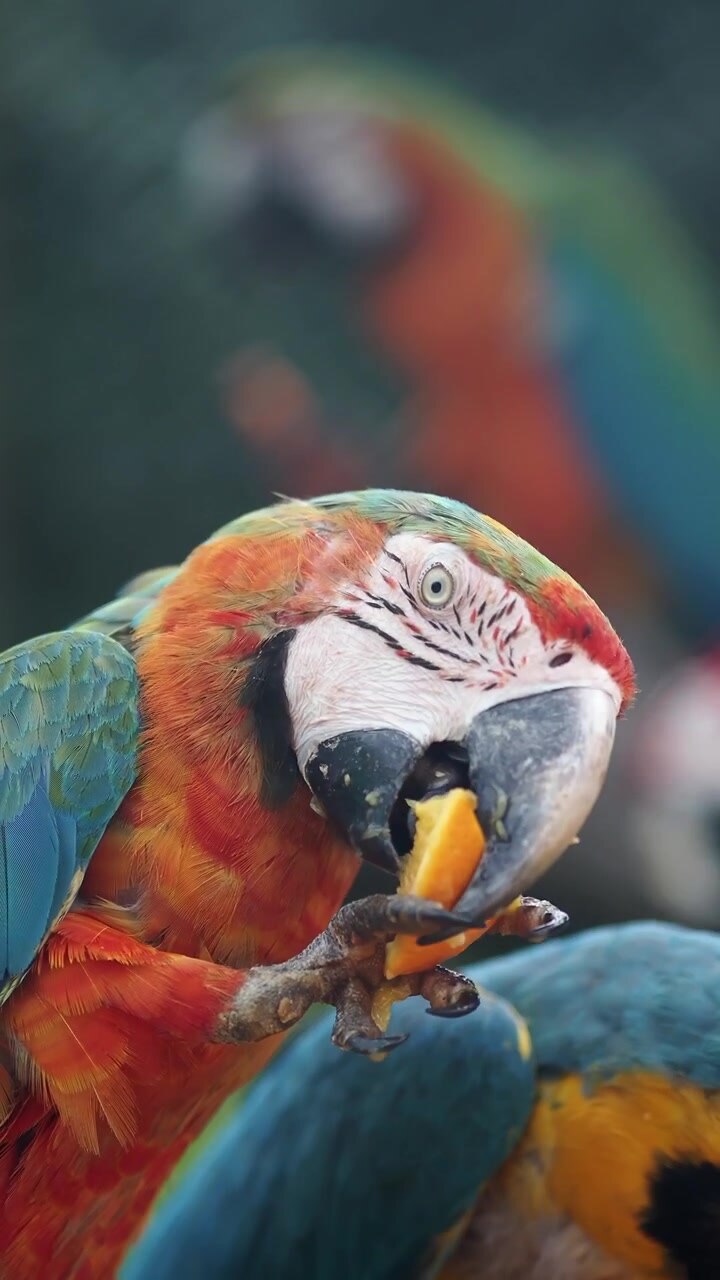Guacamayo colorido alimentándose de fruta en primer plano