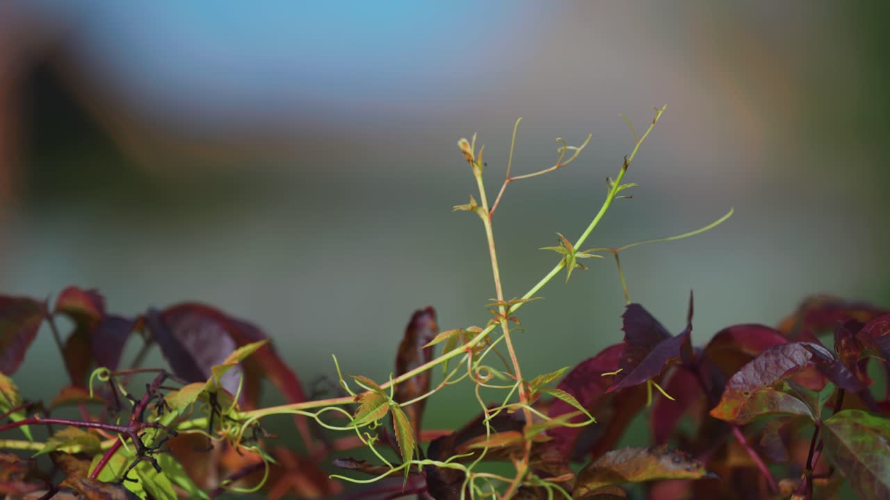 hojas rojas oscuras y raíces trepantes verdes pálidas de la enredadera de virginia en el fondo borroso