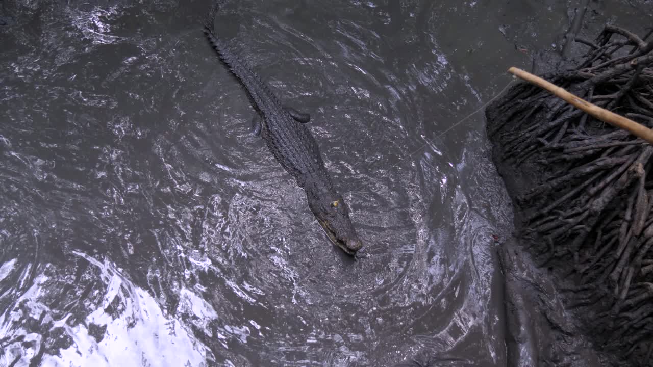 especies de cocodrilos, isla de los monos, atracción turística popular, vietnam