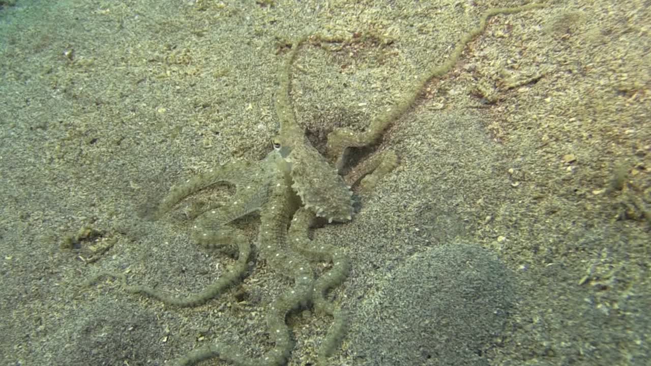 cazador submarino en acción: el pulpo blanco-v busca presas en un hueco, empuja con los brazos en las grietas, levanta arena, intenta meterse en la madriguera, bombea agua en el hueco